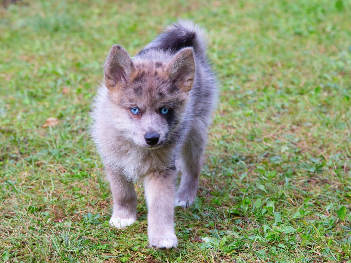 cruce husky pomerania