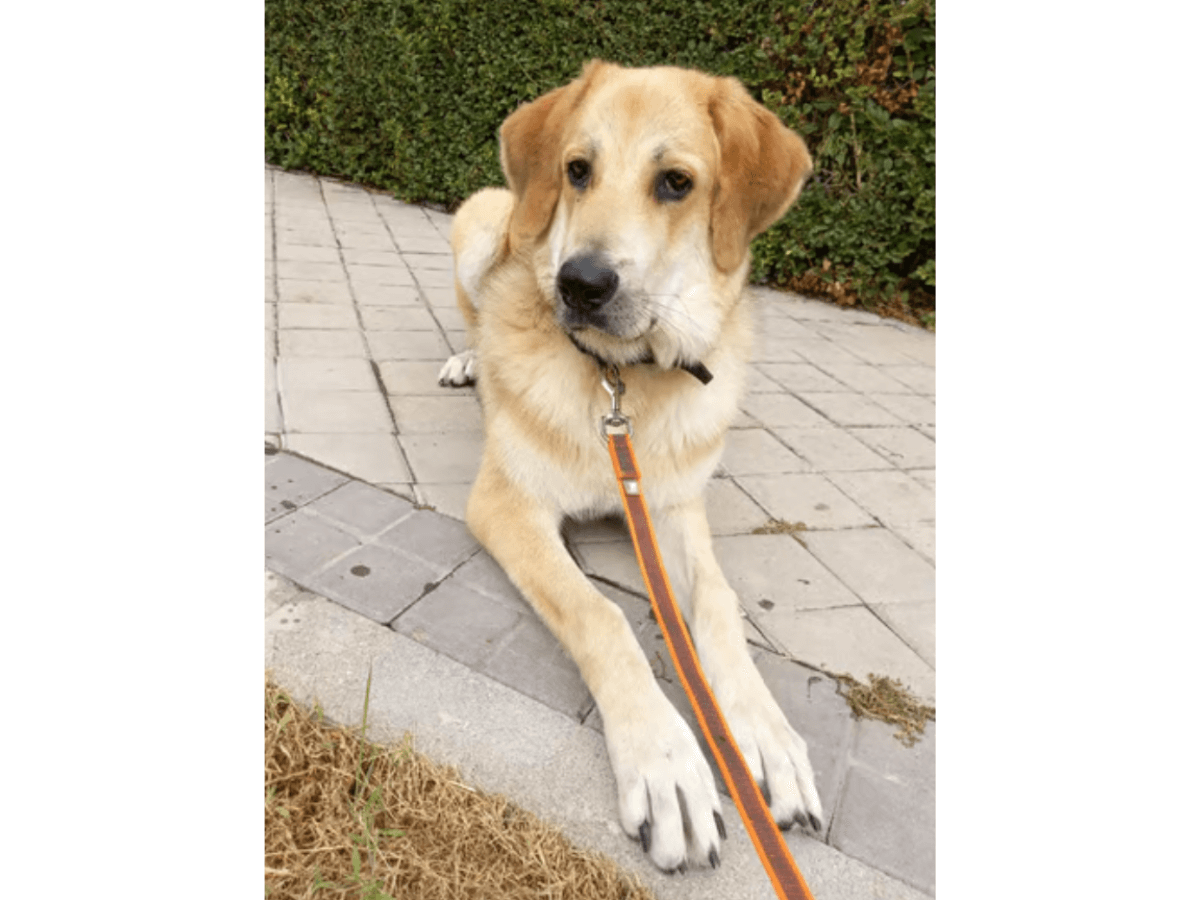 golden retriever adopcion