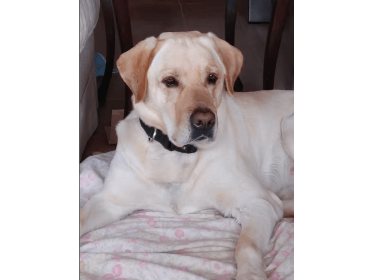labrador en adopción