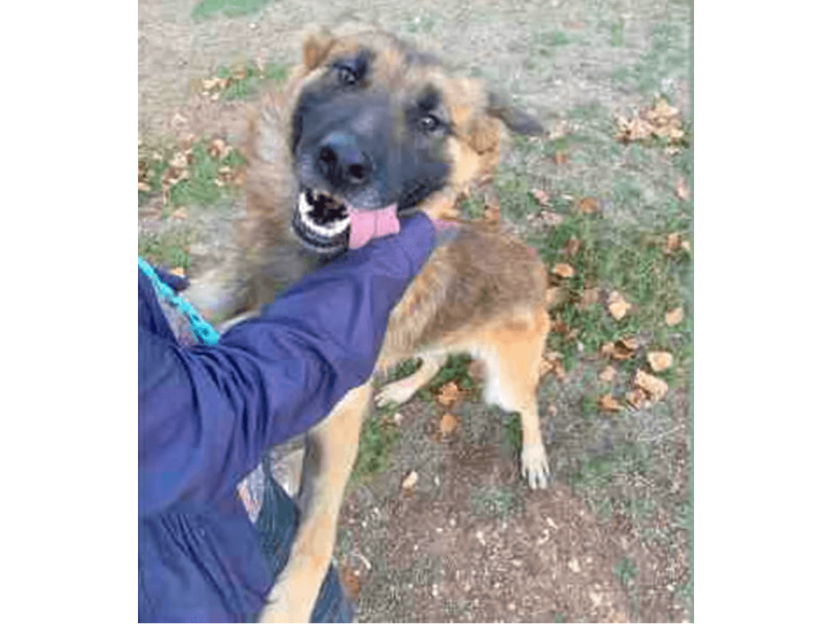 pastor aleman adopcion