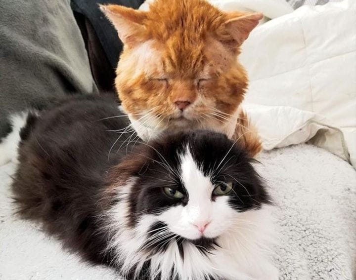 Aslan con su nueva familia