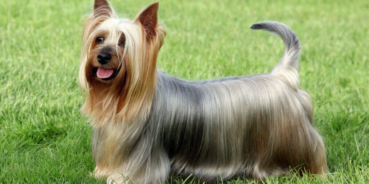 Australian Silky Terrier perro pequeño