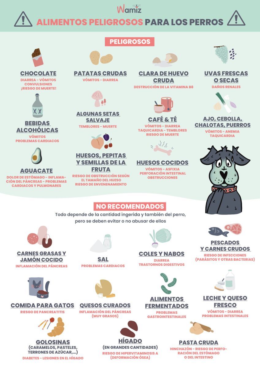 alimentos prohibidos para perros