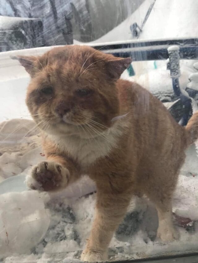 Gato congelado de frío