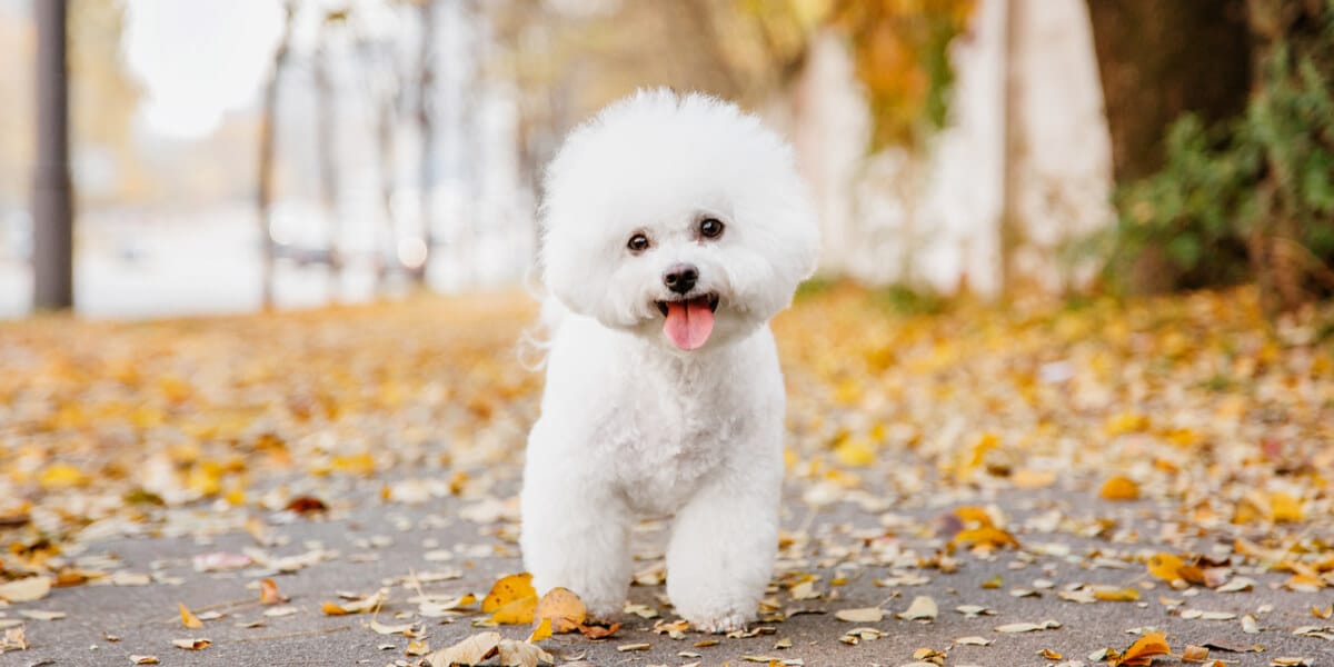 bichon frise perro pequeño
