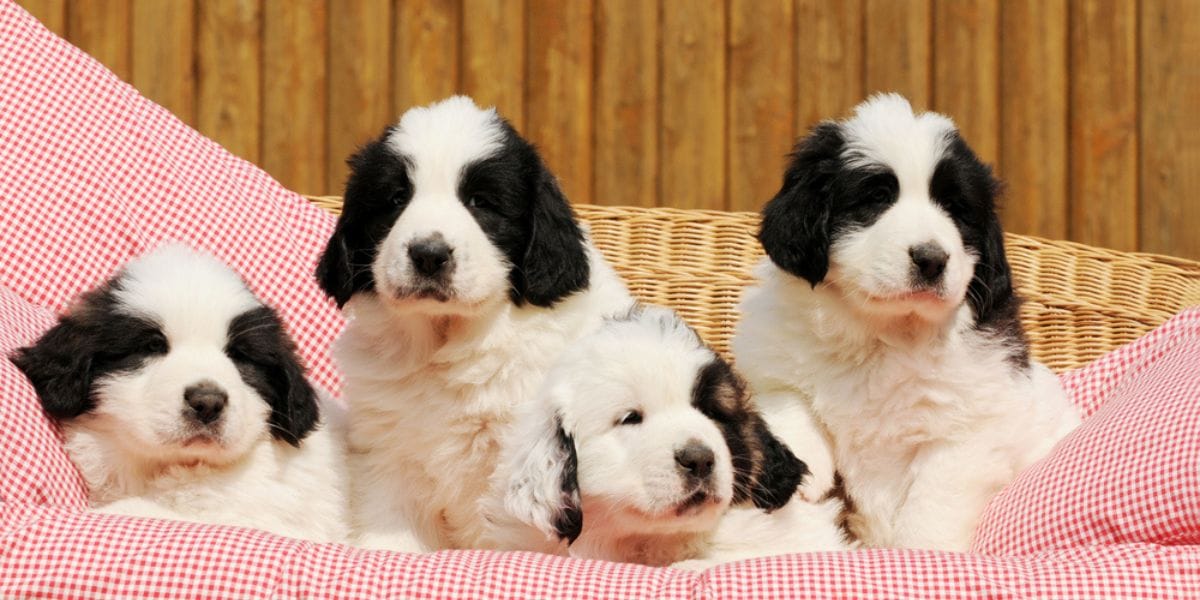 cachorros de mastin de los pirineos