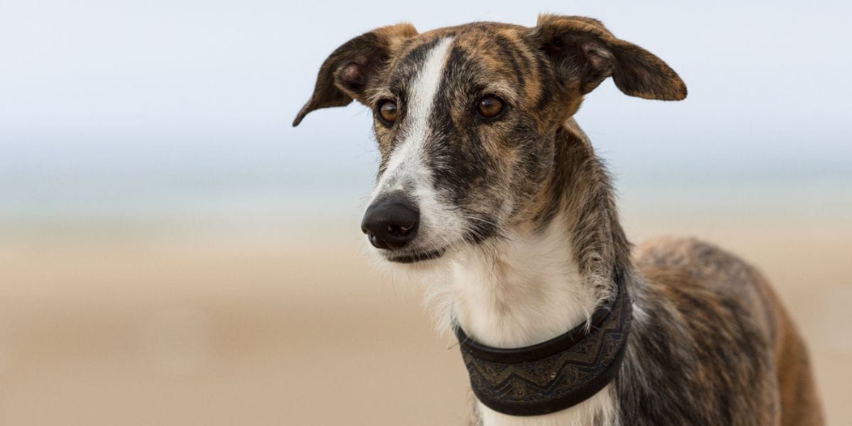 galgo español razas de perros españoles