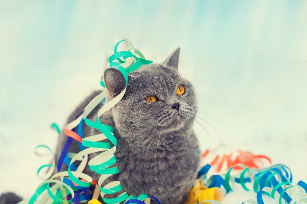 gato fiesta