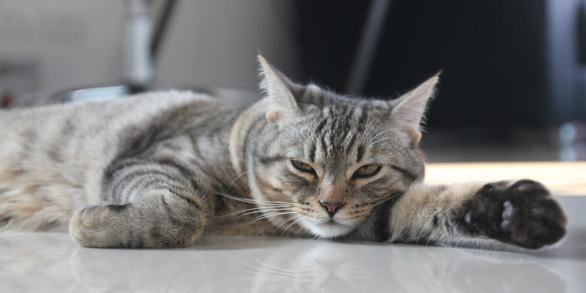 gato con calor