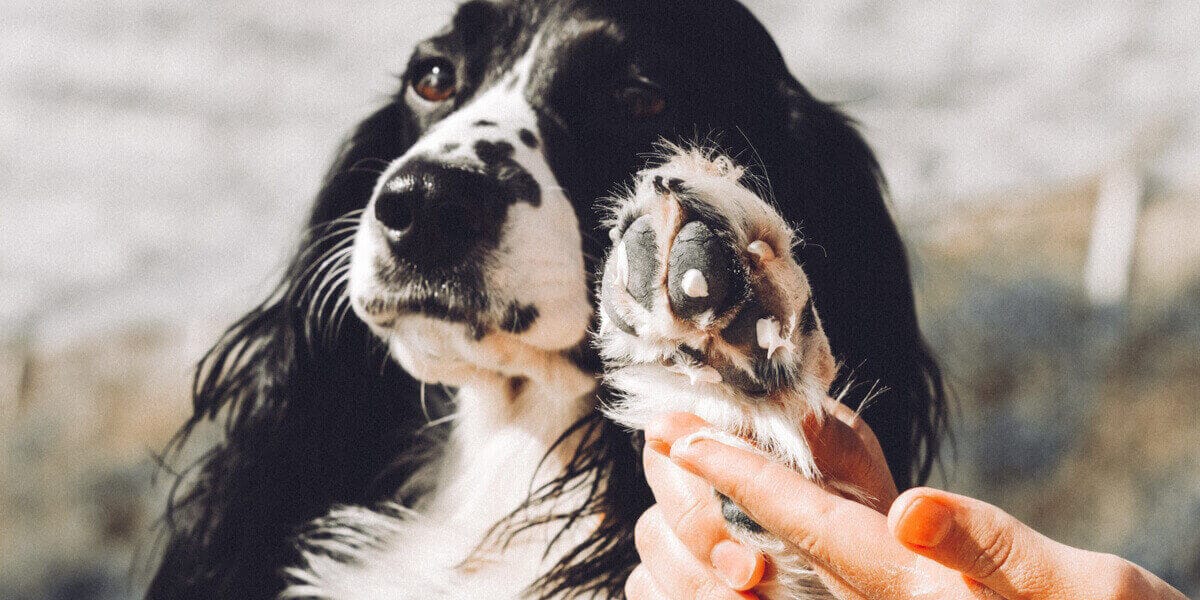 humana revisando las almohadillas de su perro