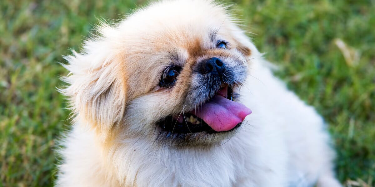 perro pequeño pequines