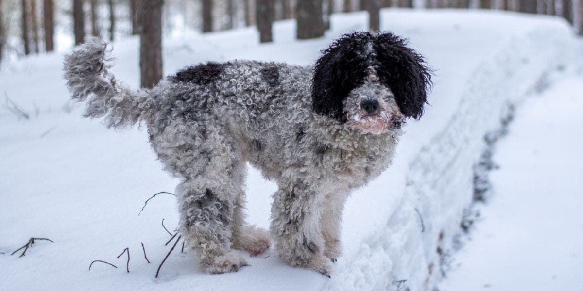 perro de agua español en la nieve