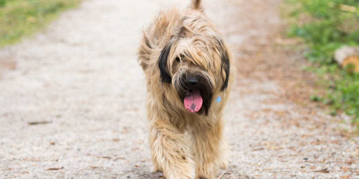 perro pastor catalan razas de perros españoles