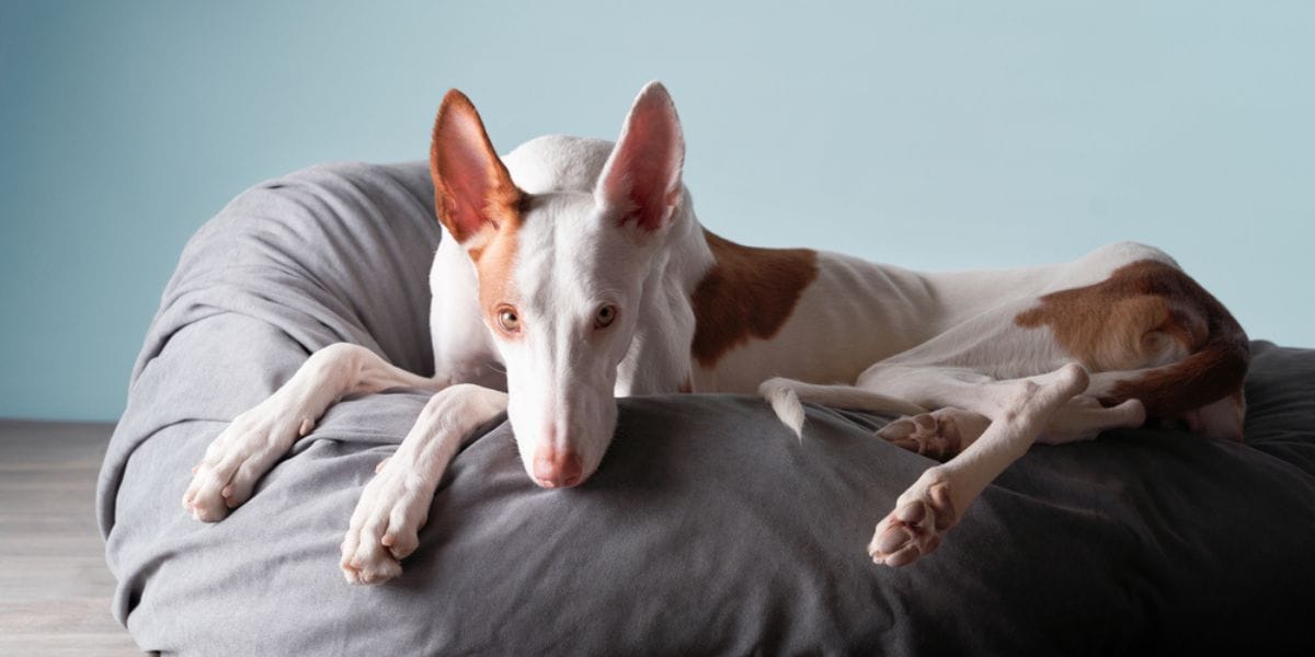 podenco razas de perros españoles