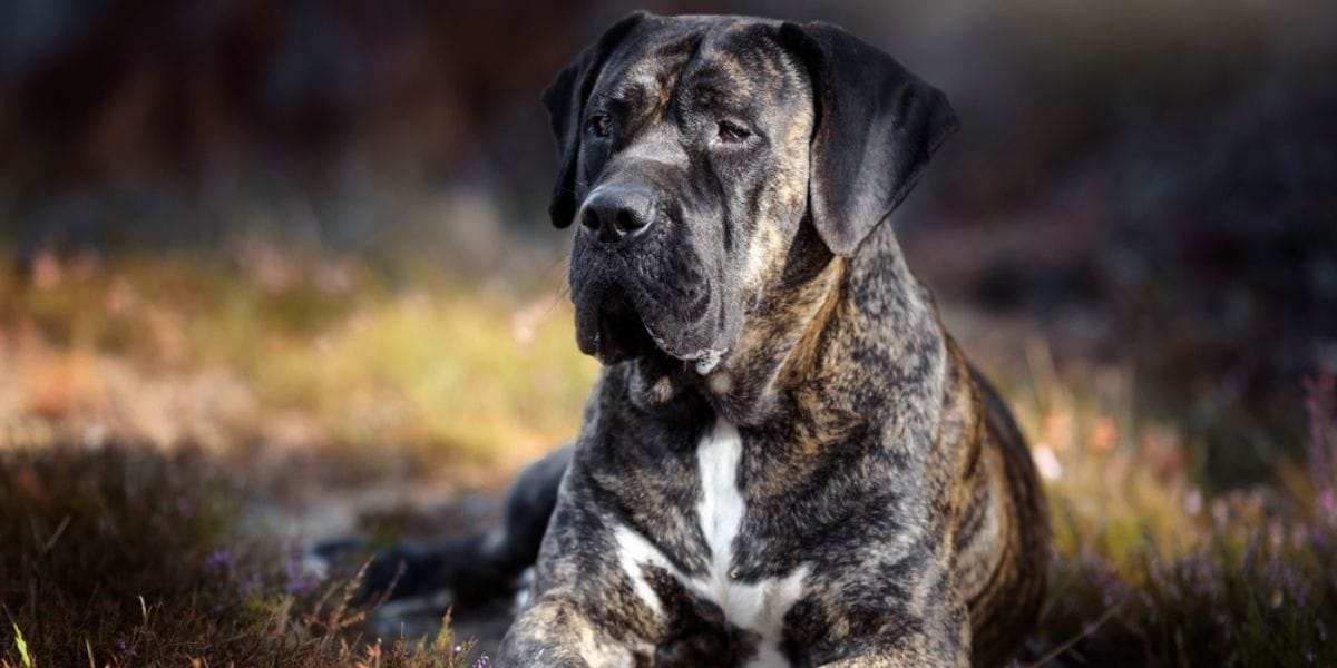 presa canario razas de perros españoles