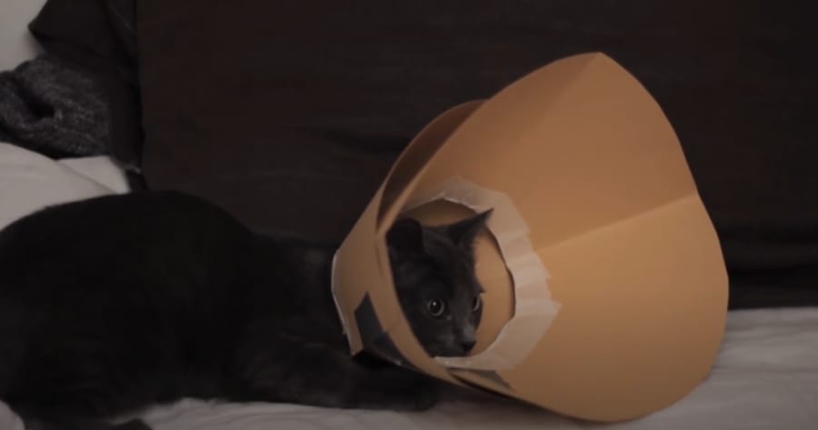 como hacer un collar isabelino para gato carton
