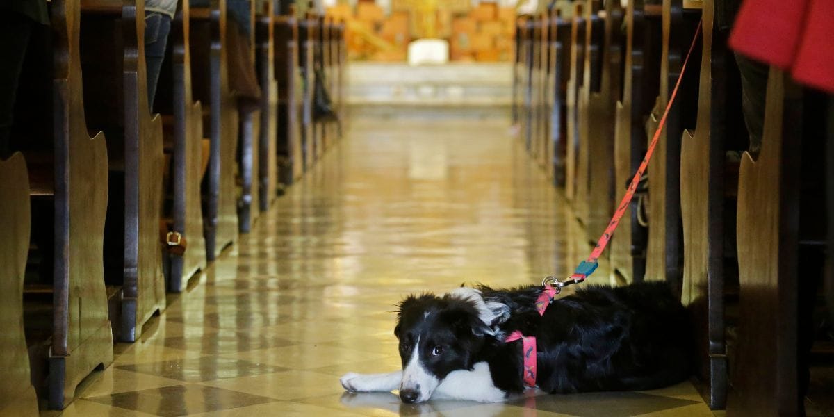 perro en la iglesia
