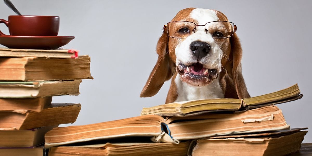nombres biblicos para perros
