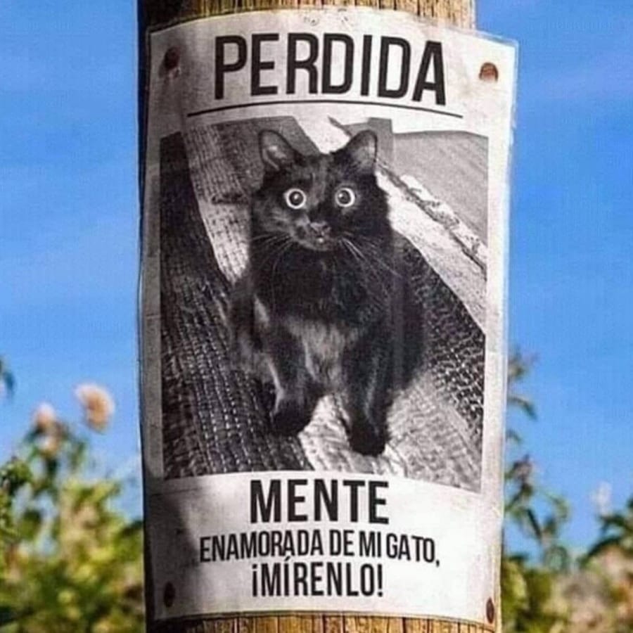 gatita