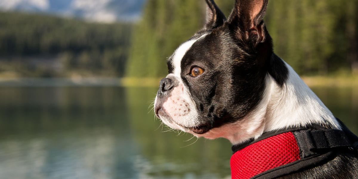 boston terrier perro chato chiquito