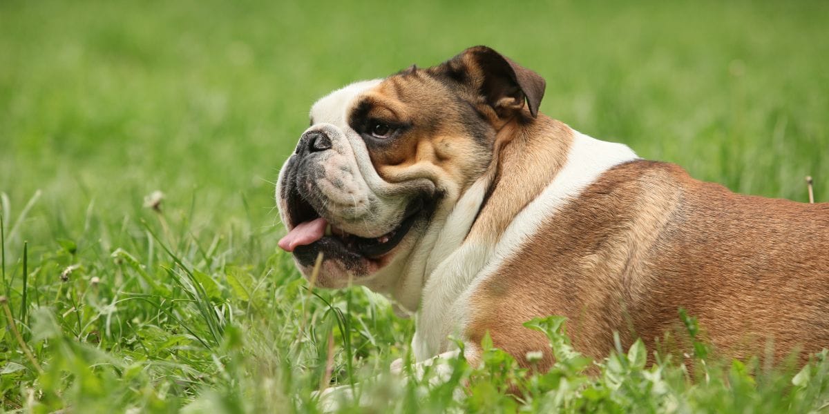 bulldog ingles perro chato chiquito