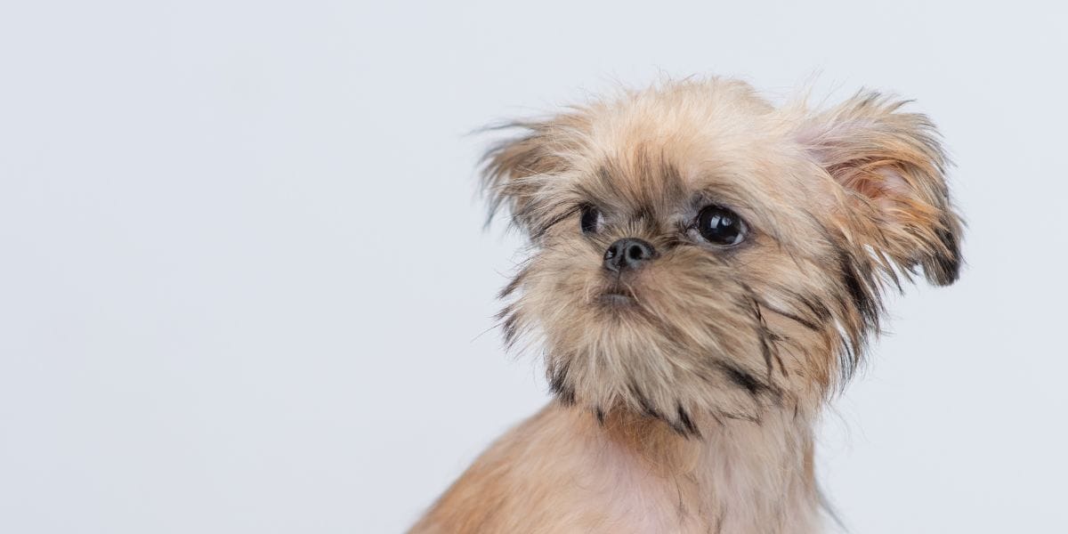 grifon de bruselas perro chato chiquito