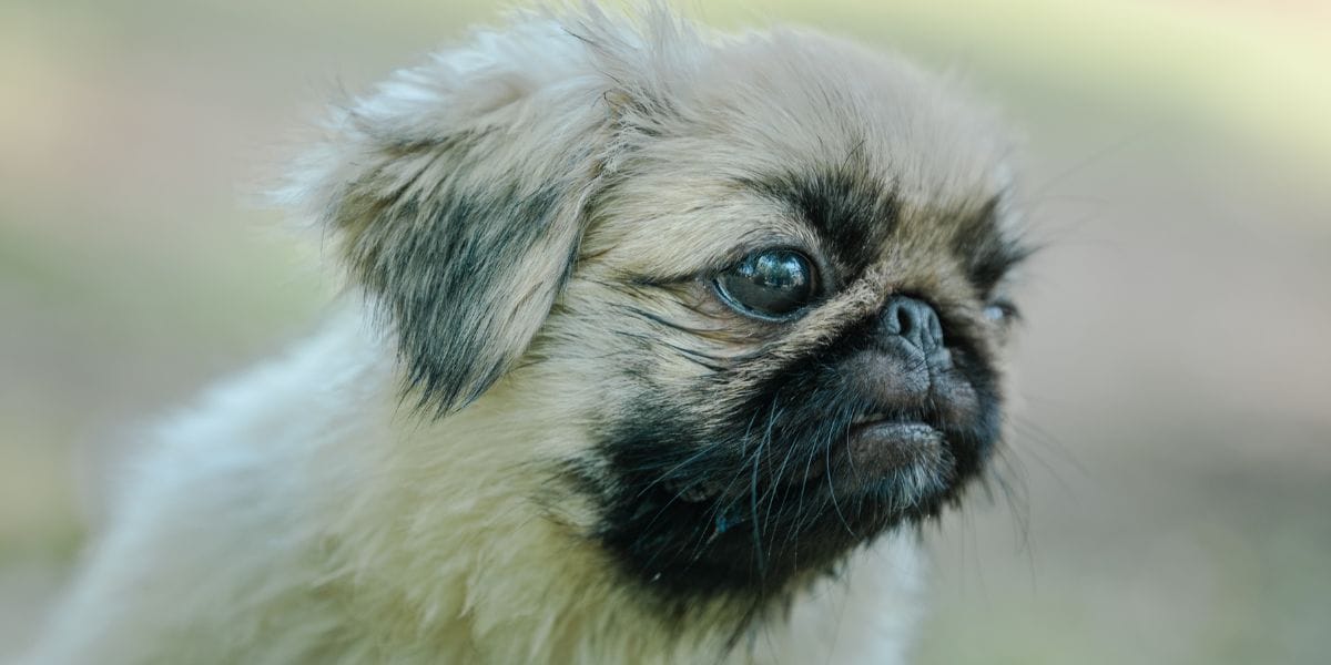 perro chato chiquito pekines