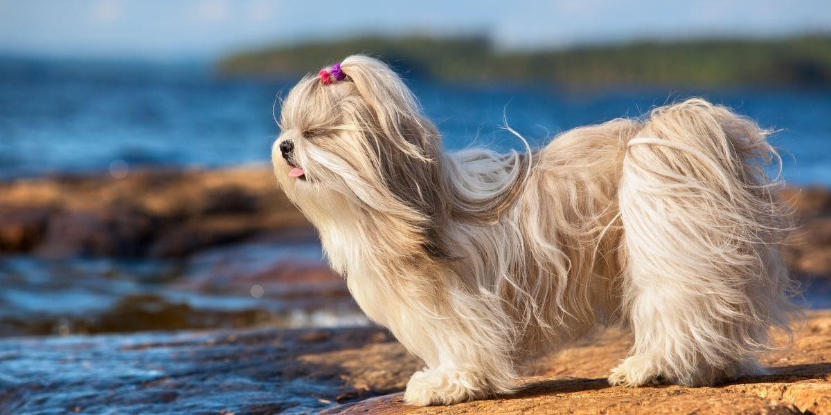 shih tzu perro chato chiquito