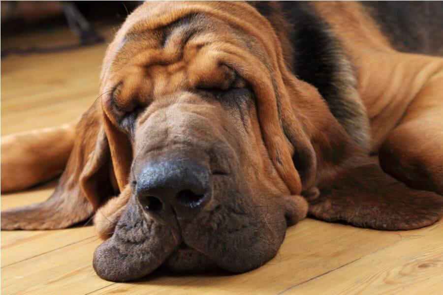 bloodhound
