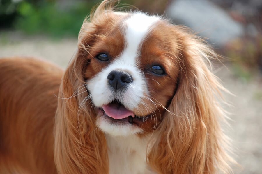 cavalier king charles spaniel