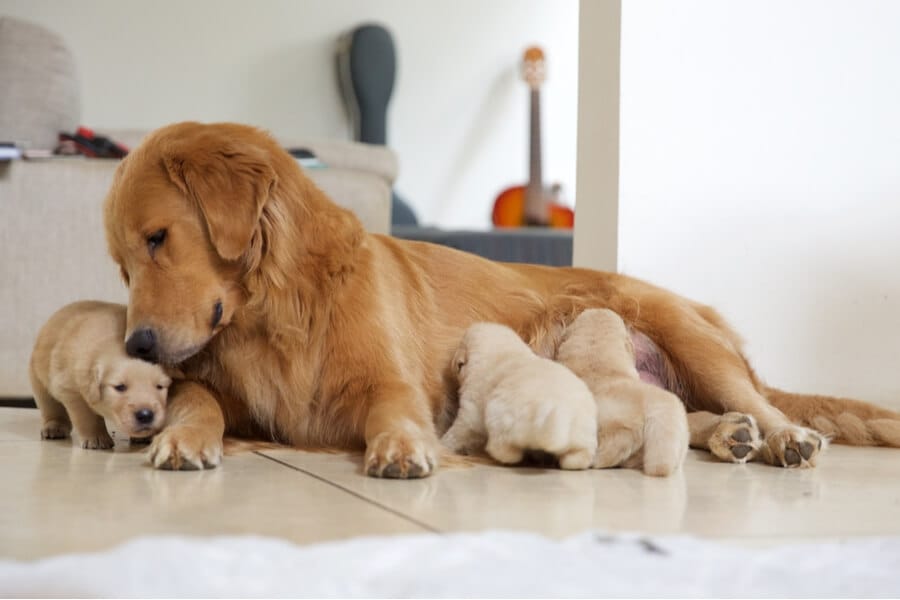 golden retriever
