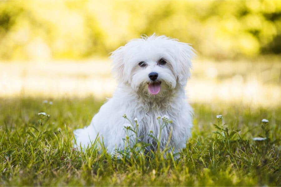 cane maltese sull erba