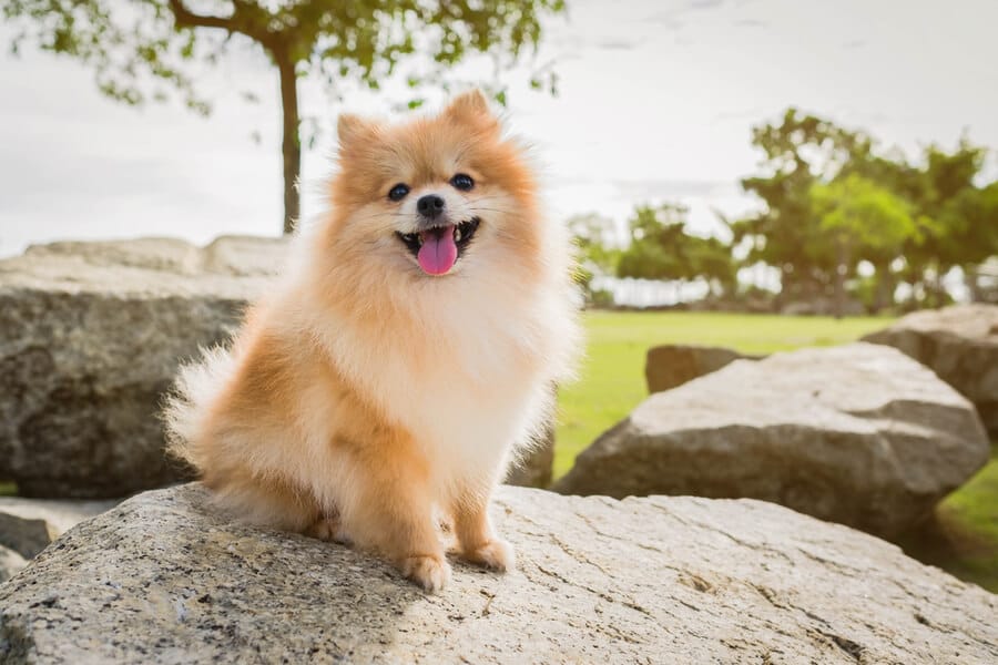pomeranian