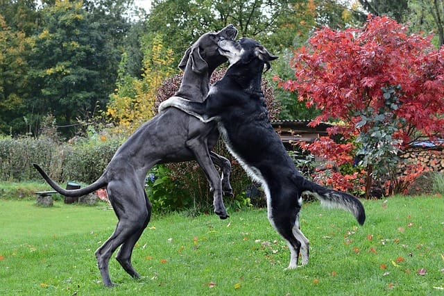 due cani si abbracciano