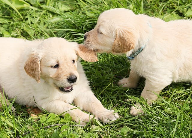 due cuccioli di cane