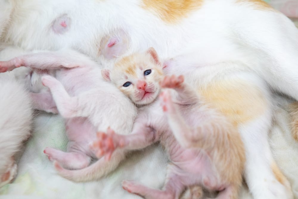 gattino appena nato vicino mamma gatta