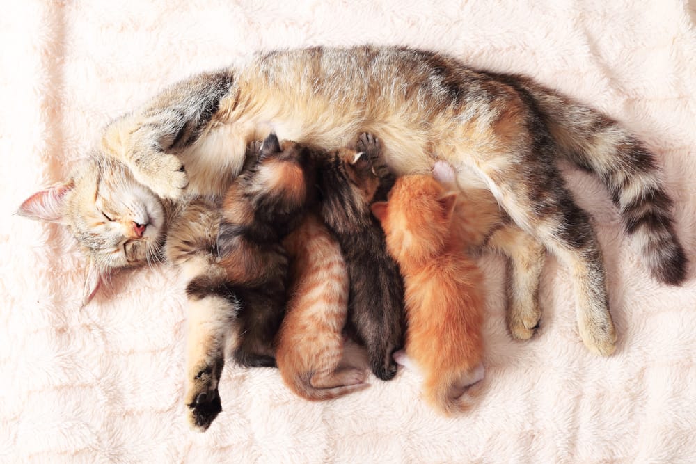 mamma gatta allatta i gattini
