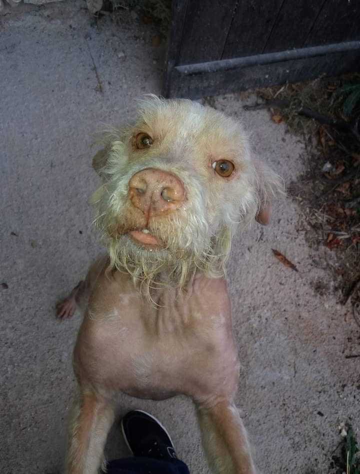 cane lagotto romagnolo con dermatite