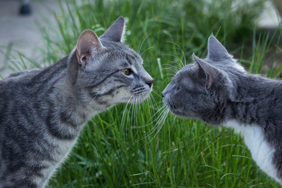 narząd Jacobsona u kota