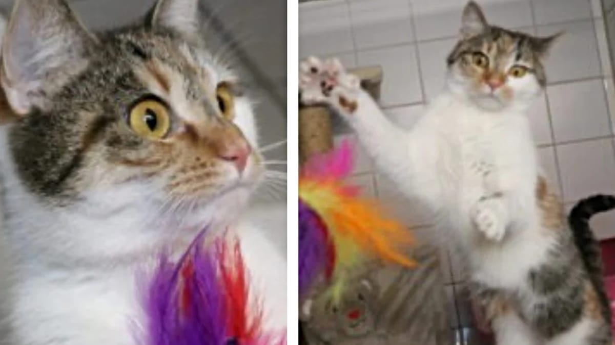 Katze Anastasia lebte 3 Wochen in leerer Wohnung