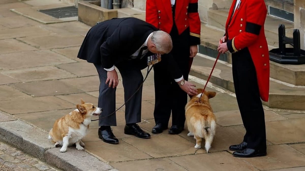 Prince Andrew und die Corgis der Queen