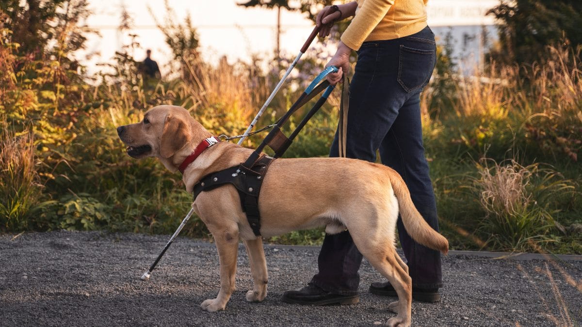 Assistenzhund mit Böllern beworfen