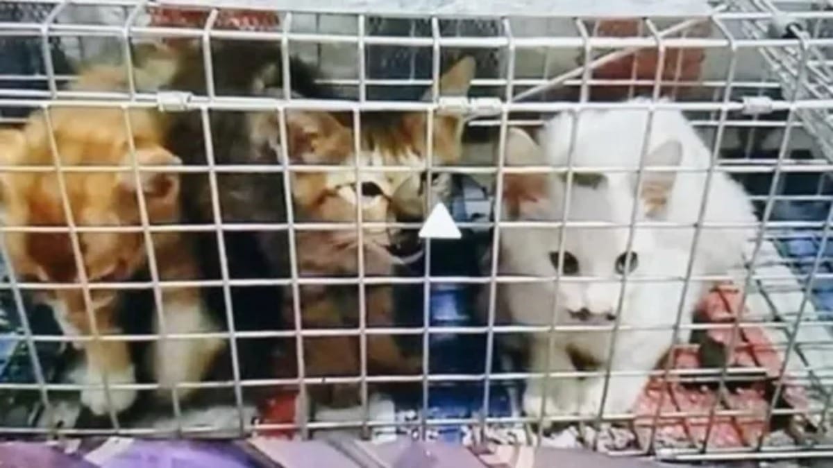Katzenfolter Community aufgedeckt