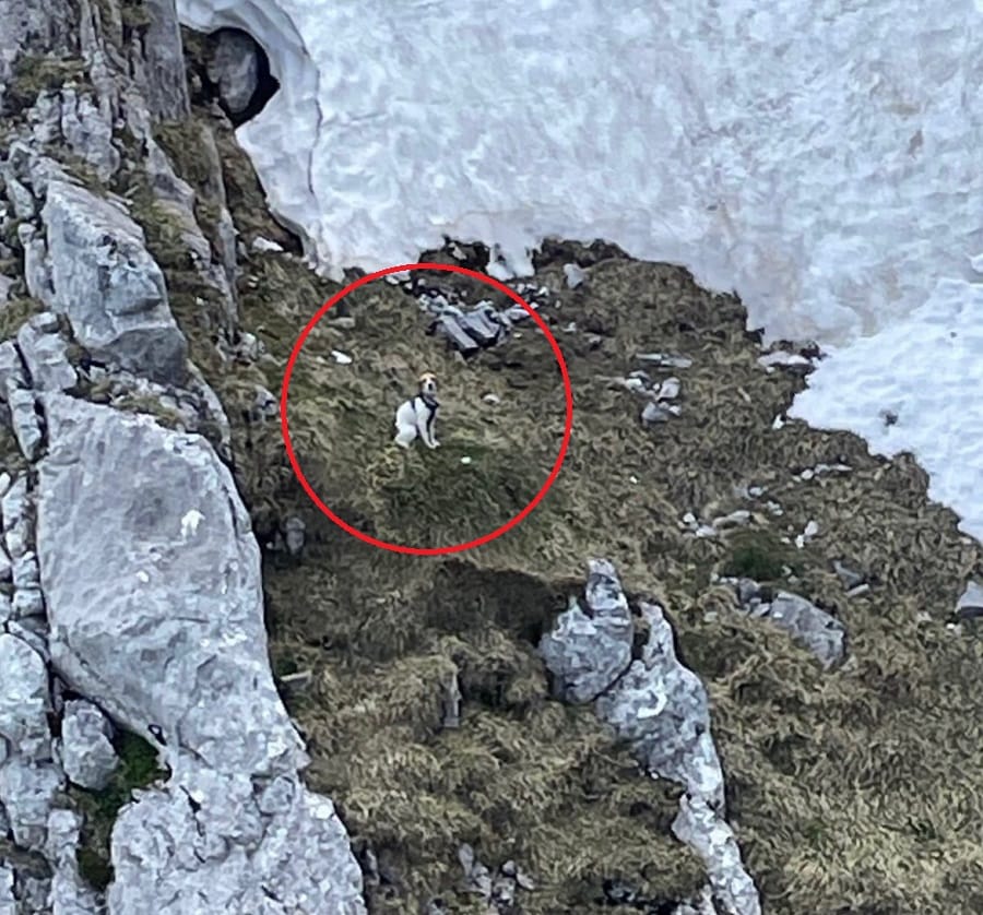 beagle-rescatada-picos-europa-cantabria