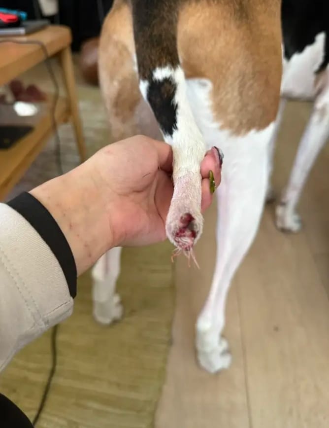 Verstümmelte Hunde-Rute