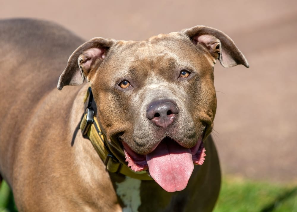 Is de American Bully XL gevaarlijk?