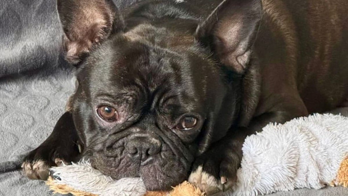 Mann beißt French Bully Carlos