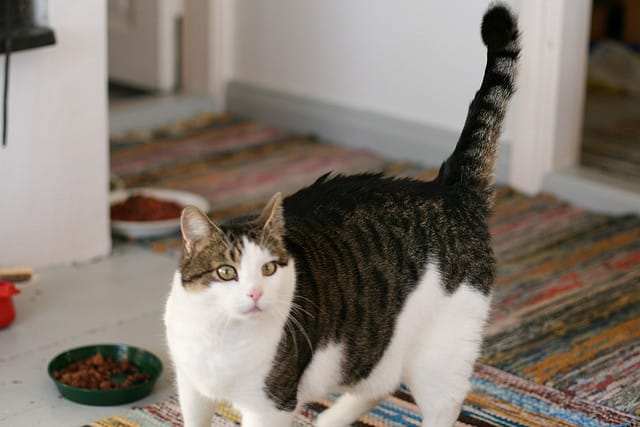 chat obèse