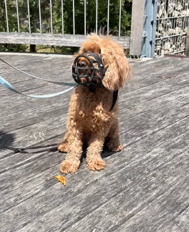 Cockapoo Chico sucht ein Zuhause