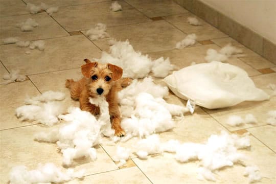 chien destruction